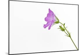 Single Flower on White Background-Will Wilkinson-Mounted Photographic Print