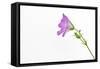 Single Flower on White Background-Will Wilkinson-Framed Stretched Canvas