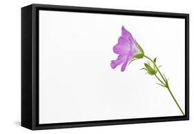 Single Flower on White Background-Will Wilkinson-Framed Stretched Canvas