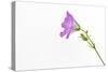 Single Flower on White Background-Will Wilkinson-Stretched Canvas