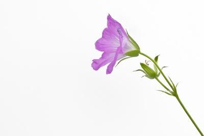 Single Flower on White Background' Photographic Print - Will Wilkinson |  
