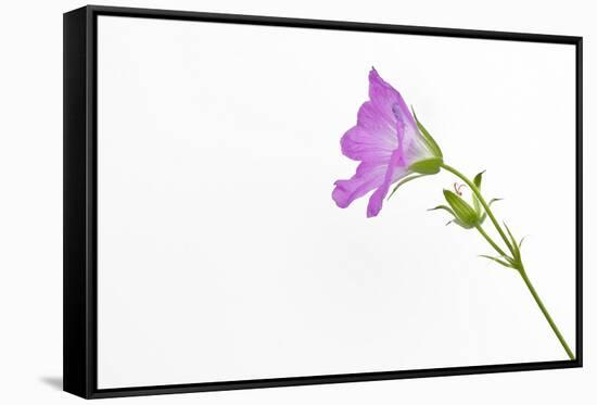 Single Flower on White Background-Will Wilkinson-Framed Stretched Canvas