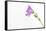 Single Flower on White Background-Will Wilkinson-Framed Stretched Canvas