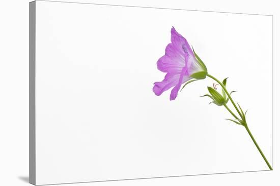 Single Flower on White Background-Will Wilkinson-Stretched Canvas