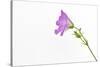 Single Flower on White Background-Will Wilkinson-Stretched Canvas