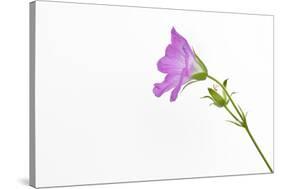 Single Flower on White Background-Will Wilkinson-Stretched Canvas