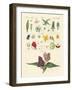 Single Flower Parts-null-Framed Giclee Print
