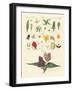 Single Flower Parts-null-Framed Giclee Print