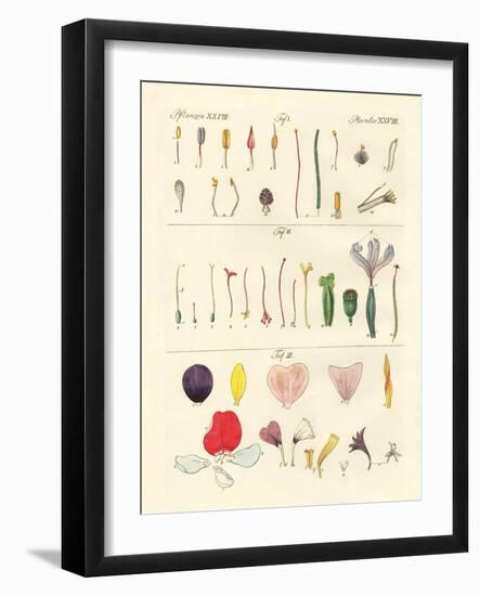 Single Flower Parts-null-Framed Giclee Print