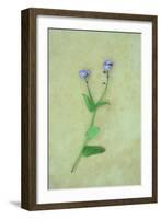 Single Flower-Den Reader-Framed Photographic Print