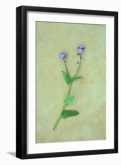 Single Flower-Den Reader-Framed Photographic Print