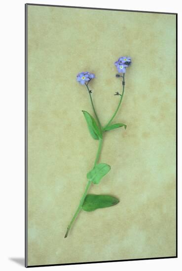 Single Flower-Den Reader-Mounted Photographic Print