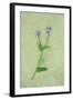 Single Flower-Den Reader-Framed Photographic Print