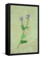 Single Flower-Den Reader-Framed Stretched Canvas