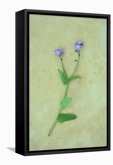 Single Flower-Den Reader-Framed Stretched Canvas