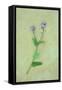 Single Flower-Den Reader-Framed Stretched Canvas