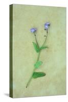 Single Flower-Den Reader-Stretched Canvas
