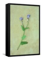 Single Flower-Den Reader-Framed Stretched Canvas