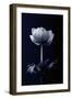 Single Flower-Incado-Framed Photographic Print