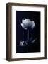 Single Flower-Incado-Framed Photographic Print