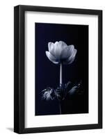 Single Flower-Incado-Framed Photographic Print