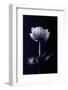 Single Flower-Incado-Framed Photographic Print