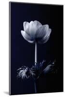 Single Flower-Incado-Mounted Photographic Print