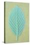 Single Fresh Spring Green Leaf Whitebeam or Sorbus Aria Tree-Den Reader-Stretched Canvas