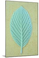 Single Fresh Spring Green Leaf Whitebeam or Sorbus Aria Tree-Den Reader-Mounted Photographic Print