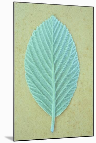 Single Fresh Spring Green Leaf Whitebeam or Sorbus Aria Tree-Den Reader-Mounted Photographic Print