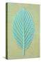 Single Fresh Spring Green Leaf Whitebeam or Sorbus Aria Tree-Den Reader-Stretched Canvas