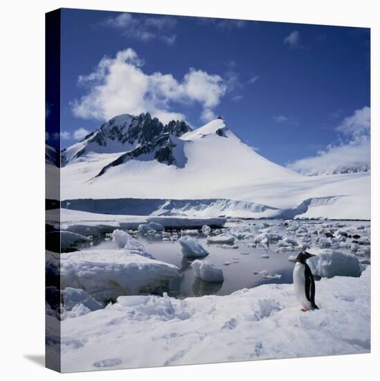 Single Gentoo Penguin on Ice in a Snowy Landscape, on the Antarctic Peninsula, Antarctica-Geoff Renner-Stretched Canvas