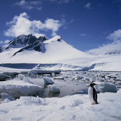 https://imgc.allpostersimages.com/img/posters/single-gentoo-penguin-on-ice-in-a-snowy-landscape-on-the-antarctic-peninsula-antarctica_u-L-P6KUMG0.jpg?artPerspective=n