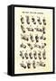 Single-Handed Alphabet in Sign Language, Used in the Us, 1800s-null-Framed Stretched Canvas