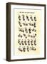 Single-Handed Alphabet in Sign Language, Used in the Us, 1800s-null-Framed Giclee Print