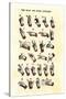 Single-Handed Alphabet in Sign Language, Used in the Us, 1800s-null-Stretched Canvas