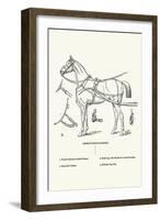 Single Harness Horse-Samuel Sidney-Framed Art Print