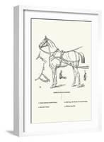 Single Harness Horse-Samuel Sidney-Framed Art Print