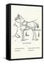 Single Harness Horse-Samuel Sidney-Framed Stretched Canvas