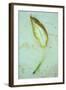Single Leaf-Den Reader-Framed Photographic Print