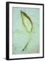 Single Leaf-Den Reader-Framed Photographic Print