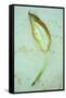 Single Leaf-Den Reader-Framed Stretched Canvas