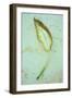 Single Leaf-Den Reader-Framed Photographic Print