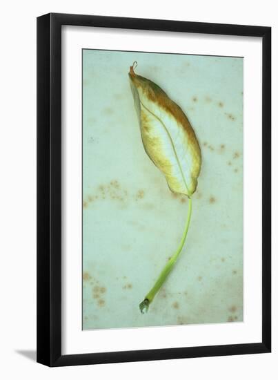 Single Leaf-Den Reader-Framed Photographic Print