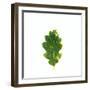 Single Leaf-Clive Nolan-Framed Photographic Print