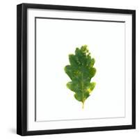 Single Leaf-Clive Nolan-Framed Photographic Print