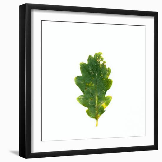 Single Leaf-Clive Nolan-Framed Photographic Print