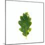 Single Leaf-Clive Nolan-Mounted Photographic Print