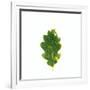 Single Leaf-Clive Nolan-Framed Photographic Print