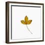 Single Leaf-Clive Nolan-Framed Photographic Print